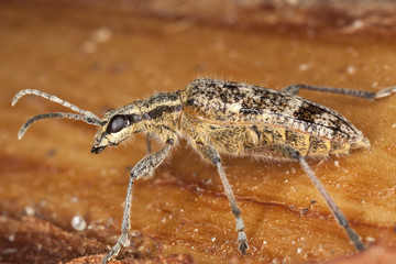 Ribbed pine borer (Rhagium inquisitor)