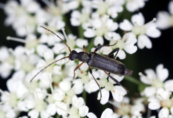 Grammoptera ruficornis sitting on a white flower.
