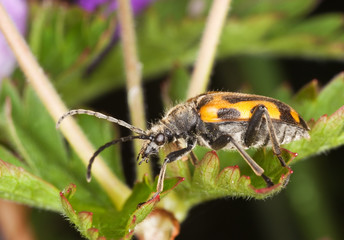 Long horn beetle (Brachyta interrogationis)