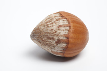 One single hazelnut