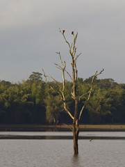 kabini river