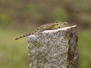 garden lizard on granite fence post