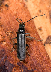 Stenosola dubia