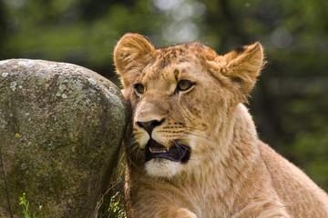 Leonessa