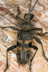 Extreme close-up of a Blackspotted pliers support beetle.