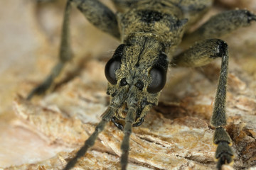 Blackspotted pliers support beetle (Rhagium mordax)