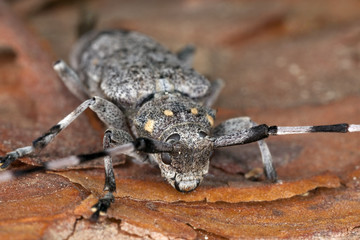 Extreme close-up of a timberman (Acanthocinus aedilis)
