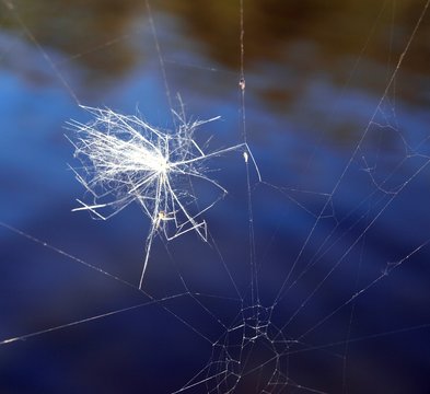Fluse im Spinnennetz