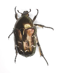 Rose chafer (Cetonia aurata) isolated on white background.
