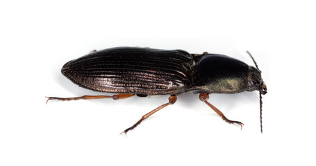 Click beetle (Selatosomus aeneus) isolated on white.