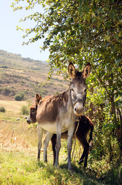 Female Donkey and Foal