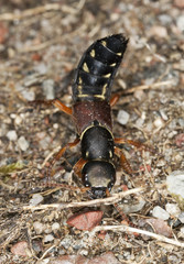 Rove beetle on ground. Macro photo.