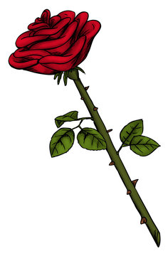 Rose, Valentinstag, Stacheln, Dornen, Blume – Stock-Illustration | Adobe  Stock