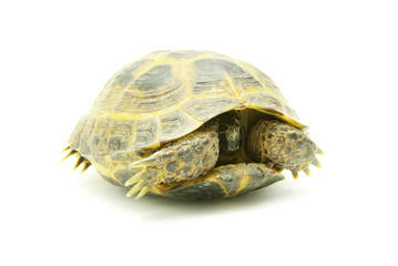 Fototapeta premium turtle