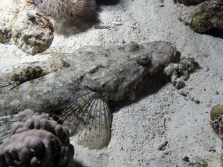 pez cocodrilo