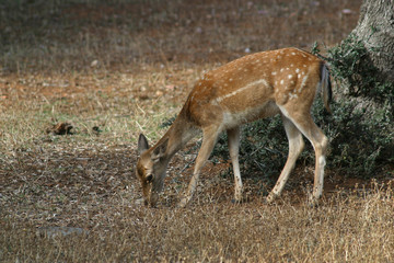 capriolo