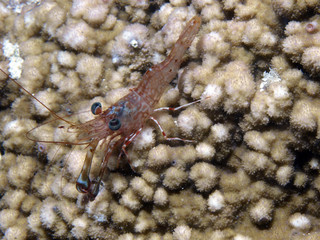 gamba