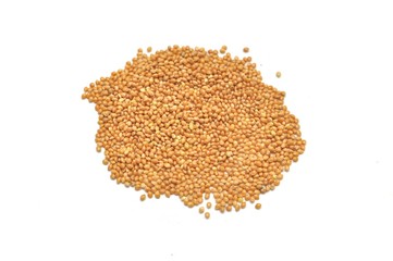 millet isolé