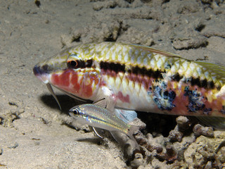 salmonete