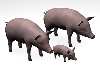 pig family pig family