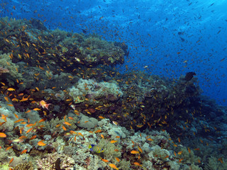 Fototapeta na wymiar arrecife