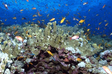 Abwaschbare Fototapete Tauchen Riff