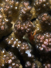 Obraz na płótnie Canvas coral