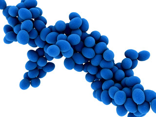 Staphylococcus - Bakterien