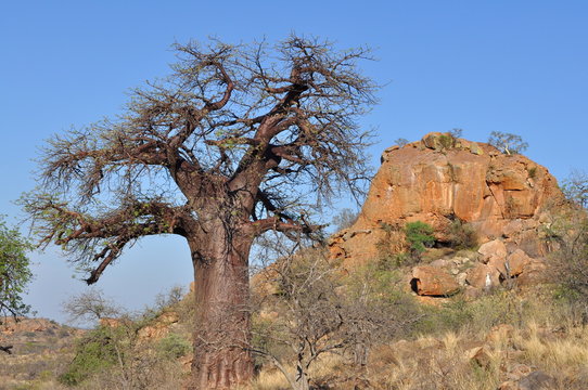baobab tree in african landscape
