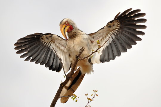 hornbill spread its wings,Kruger national park,S. Africa
