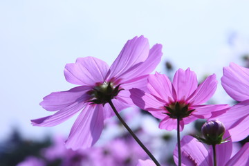 Obraz premium pink cosmos flower