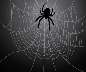 black spider