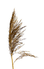 Dry panicle of a single reed