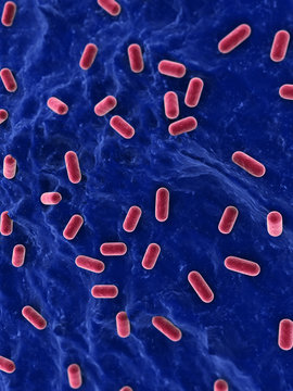 Lactobacillus