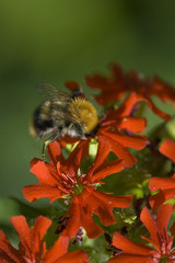 Big bumblebee on red flower on soft green background
