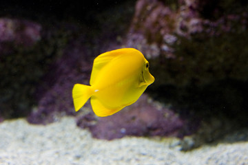 an exotic fish swimming