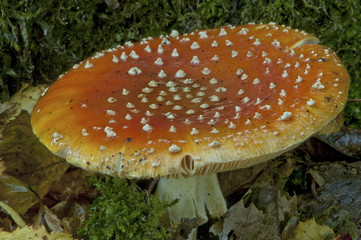 Amanite tue-mouches ou fausse oronge (Amanita muscaria)