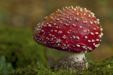 Amanite tue-mouches ou fausse oronge (Amanita muscaria)