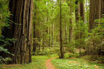 Path through the redwood forest.