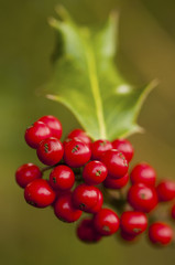 Fruits rouges (boules) du houx en forêt