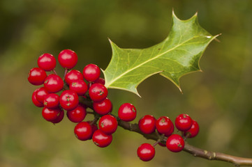 Fruits rouges (boules) du houx en forêt