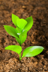 New life concept - green seedling growing out of soil