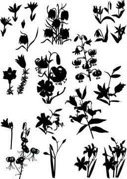 large set of lily silhouettes