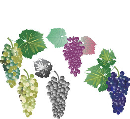 grape collection isolated on white