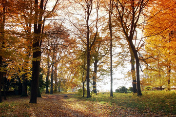 Fototapeta premium Weg in den Herbst