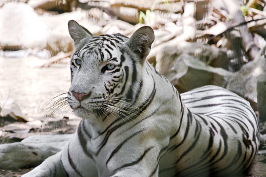 Portrait of a white tiger