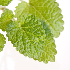Mint leaves.