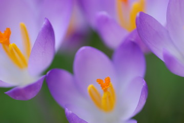 Obraz na płótnie Canvas Krokus (Crocus) lila