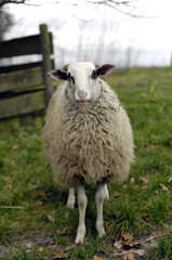 Obraz premium Schaf auf einem Bio-Bauernhof