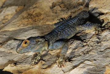 lizard